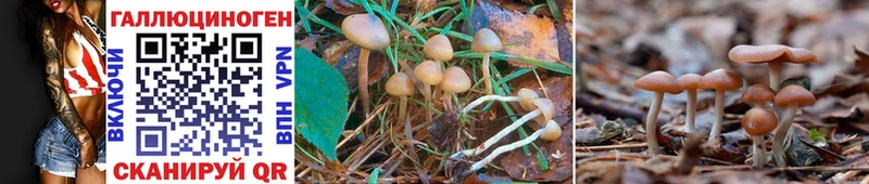 Псилоцибиновые грибы GOLDEN TEACHER Купить Мегион